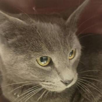 Domestic Short Hair Cats Available for Adoption - Hattie | PetCurious