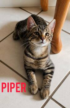 Piper -  Tabby and Domestic Short Hair Cat for Adoption in Shrewsbury, Massachusetts - Piper | PetCurious