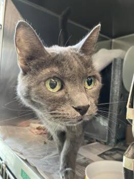 Rescue Domestic Short Hair Cats for Adoption in Long Beach, California - MAGGIE | PetCurious