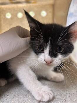 MINI MOO -  Domestic Short Hair Cat for Adoption in Riverside, California - MINI MOO | PetCurious