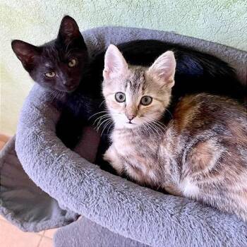 Driscoll -  Domestic Short Hair Cat for Adoption in Pleasant Hill, California - Driscoll | PetCurious