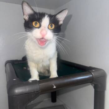 Gemma -  Domestic Short Hair Cat for Adoption in New York, New York - Gemma | PetCurious