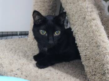 Rescue Domestic Short Hair Cats for Adoption in Missoula, Montana - Lorraine | PetCurious