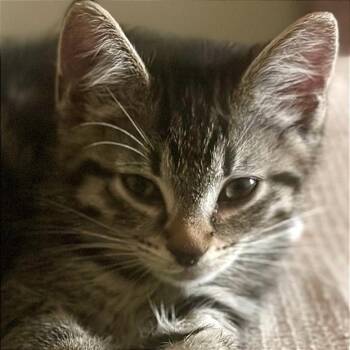 Kohl -  Domestic Short Hair Cat for Adoption in Cumming, Georgia - Kohl | PetCurious