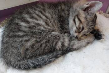 Stormy * IN FOSTER * -  Domestic Short Hair Cat for Adoption in South Bend, Indiana - Stormy * IN FOSTER * | PetCurious