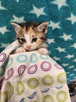 Rescue Domestic Short Hair Cats for Adoption in Carrollton, Texas - Atropos | PetCurious