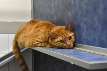 LINCOLN -  Domestic Short Hair Cat for Adoption in Loveland, Colorado - LINCOLN | PetCurious