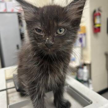 Little Foot 26-06-191 -  Domestic Medium Hair Cat for Adoption in Bastrop, Texas - Little Foot 26-06-191 | PetCurious