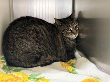 Domestic Short Hair Cats Available for Adoption in Colorado Springs, Colorado - CHILLY | PetCurious