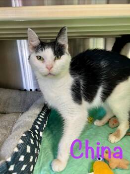China -  Domestic Short Hair Cat for Adoption in West Union, Ohio - China | PetCurious