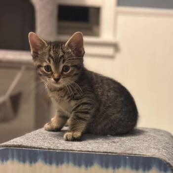 Mudhoney -  Domestic Short Hair Cat Available for Adoption - Mudhoney | PetCurious