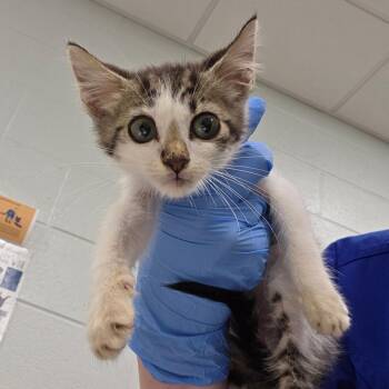 Sprigatito -  Domestic Short Hair Cat for Adoption in Chattanooga, Tennessee - Sprigatito | PetCurious