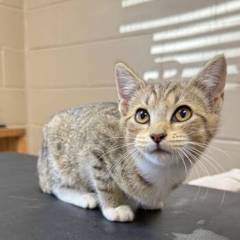 Rescue Domestic Short Hair Cats for Adoption in Jacksboro, Tennessee - Rife | PetCurious
