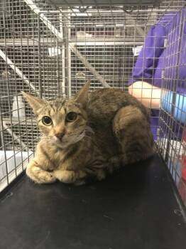 PORTIA -  Domestic Long Hair Cat for Adoption in Conroe, Texas - PORTIA | PetCurious
