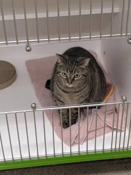 Domestic Short Hair Cats Available for Adoption in Greenfield, Indiana - TT | PetCurious