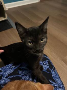 Moose IN FOSTER -  Domestic Short Hair Cat for Adoption in Danielsville, Georgia - Moose IN FOSTER | PetCurious
