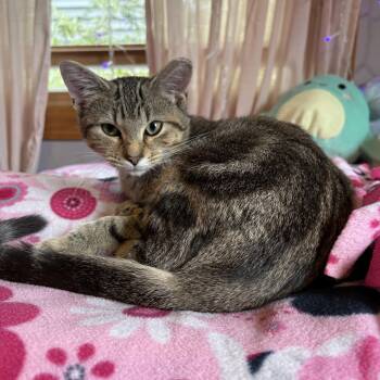 Rescue Domestic Short Hair Cats for Adoption - Beverly Hills 90210 | PetCurious