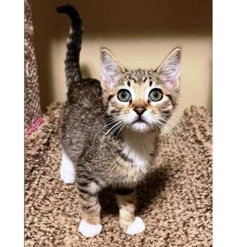 Socks kitten -  Tabby Cat for Adoption in Millcreek, Utah - Socks Kitten | PetCurious