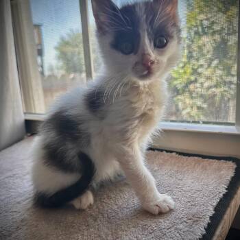 Domestic Medium Hair Cats Available for Adoption in San Pablo, California - Babydoll | PetCurious