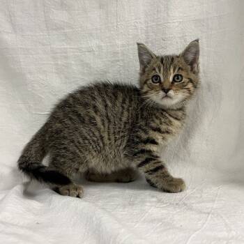 Rescue Domestic Short Hair Cats for Adoption in Lyndhurst, Virginia - Squiggles | PetCurious