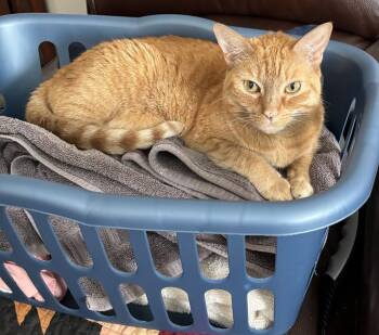 Domestic Short Hair Cats Available for Adoption in Virginia Beach, Virginia - Ginger | PetCurious