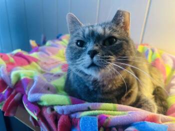 Domestic Short Hair and Tabby Cats Available for Adoption in Columbus, Minnesota - Sweety Bird | PetCurious