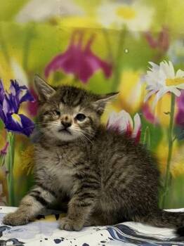 Fern -  Domestic Short Hair Cat for Adoption in San Antonio, Texas - Fern | PetCurious