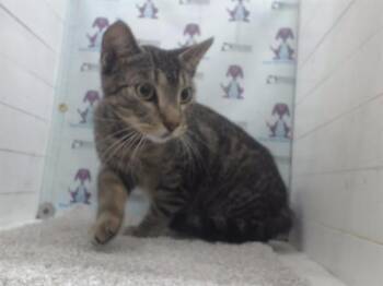 Domestic Short Hair Cats Available for Adoption in Orlando, Florida - A594653 | PetCurious
