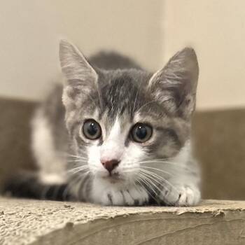 Cloe -  Domestic Short Hair Cat for Adoption in Green Bay, Wisconsin - Cloe | PetCurious
