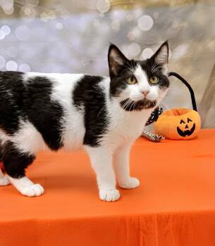 Rescue Domestic Short Hair Cats for Adoption in Red Wing, Minnesota - Hex | PetCurious