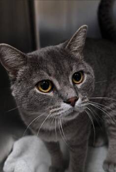 Tommy Hilfiger -  Domestic Short Hair Cat for Adoption in Ocala, Florida - Tommy Hilfiger | PetCurious