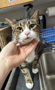 Boba -  Domestic Short Hair Cat for Adoption in Missoula, Montana - Boba | PetCurious