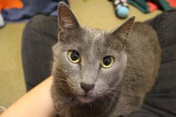 Domestic Short Hair Cats Available for Adoption in Kansas City, Missouri - Baller | PetCurious