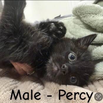Percy -  Domestic Short Hair Cat for Adoption in Bentonville, Arkansas - Percy | PetCurious