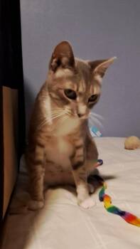 Blue-Ann -  Tabby and Domestic Short Hair Cat for Adoption in Walnut Creek, California - Blue-Ann | PetCurious