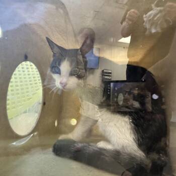 Priscella -  Domestic Short Hair Cat for Adoption in Philadelphia, Pennsylvania - Priscella | PetCurious