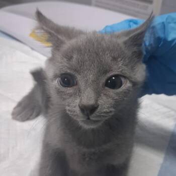 Peggy -  Domestic Short Hair Cat for Adoption in Summerville, South Carolina - Peggy | PetCurious