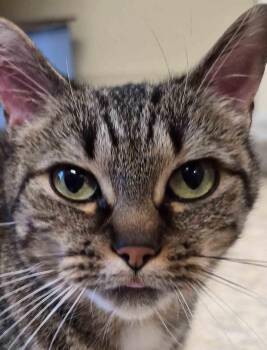 Ellery -  Domestic Short Hair Cat Available for Adoption in Sterling, Massachusetts - Ellery | PetCurious