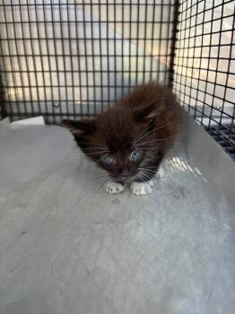 Domestic Short Hair Cats Available for Adoption in Doral, Florida - BABY BOY | PetCurious