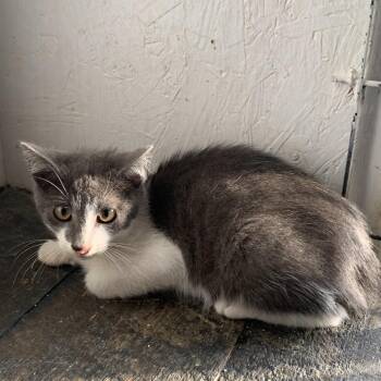 Eeyore Estep -  Domestic Short Hair Cat for Adoption in Woodstock, Virginia - Eeyore Estep | PetCurious