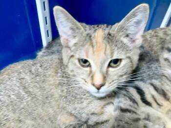 Viola -  Domestic Short Hair and Affenpinscher Cat for Adoption in Powell, Ohio - Viola | PetCurious