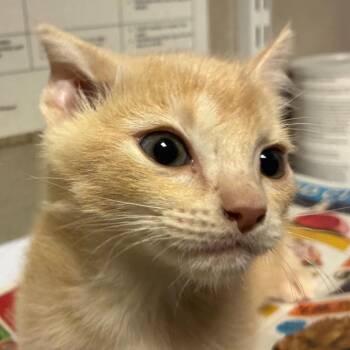 Crush -  Domestic Short Hair Cat for Adoption in Yuma, Arizona - Crush | PetCurious