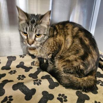 Domestic Short Hair Cats Available for Adoption in Lake Panasoffkee, Florida - Munch | PetCurious