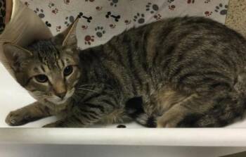 EENY -  Domestic Short Hair Cat for Adoption in Riverside, California - EENY | PetCurious