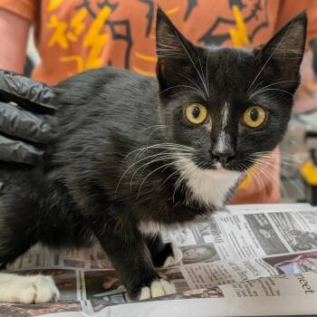 Domestic Short Hair Cats Available for Adoption - Francis | PetCurious