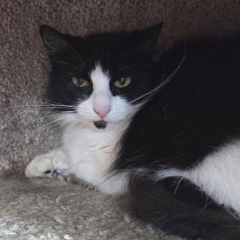 Ranni -  Domestic Long Hair Cat for Adoption in Brimfield, Massachusetts - Ranni | PetCurious