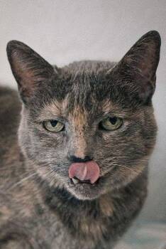 Domestic Short Hair Cats Available for Adoption in San Jose, California - Gemma | PetCurious
