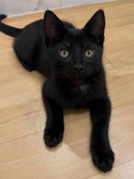 Sonny -  Domestic Short Hair Cat for Adoption in New York, New York - Sonny | PetCurious