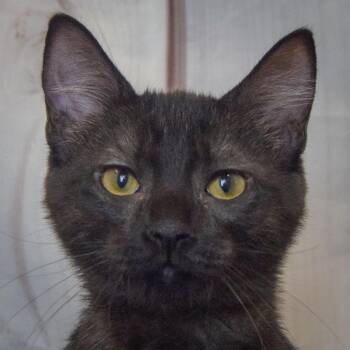 Valkyrie -  Bombay and Domestic Short Hair Cat for Adoption in Huntley, Illinois - Valkyrie | PetCurious