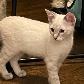 Blue -  Domestic Short Hair Cat for Adoption in Cumming, Georgia - Blue | PetCurious